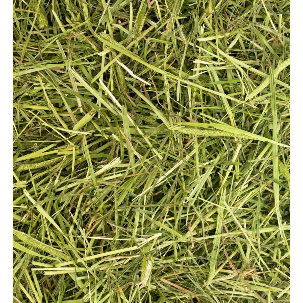 Friendly Timothy ReadiGrass 1kg - Image 3