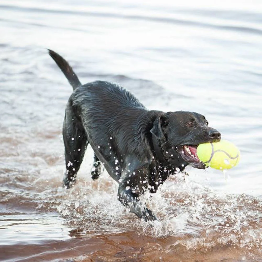 KONG AirDog Football Small - Image 2