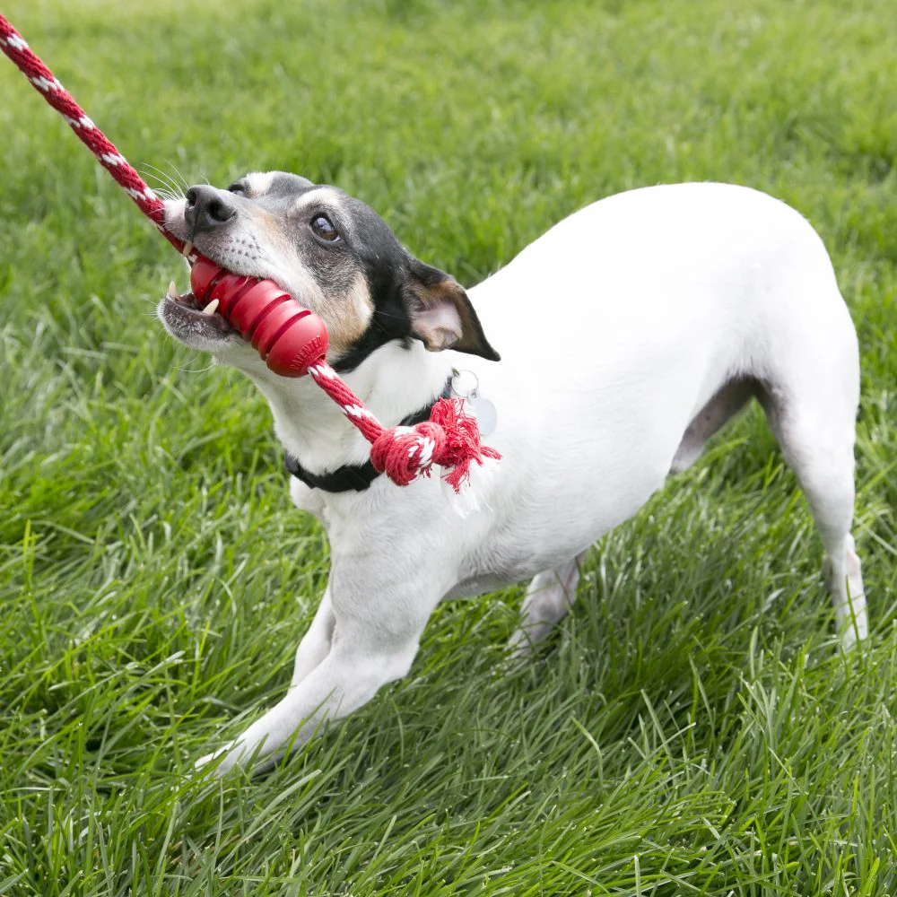 KONG Dental With Rope Medium - Image 3