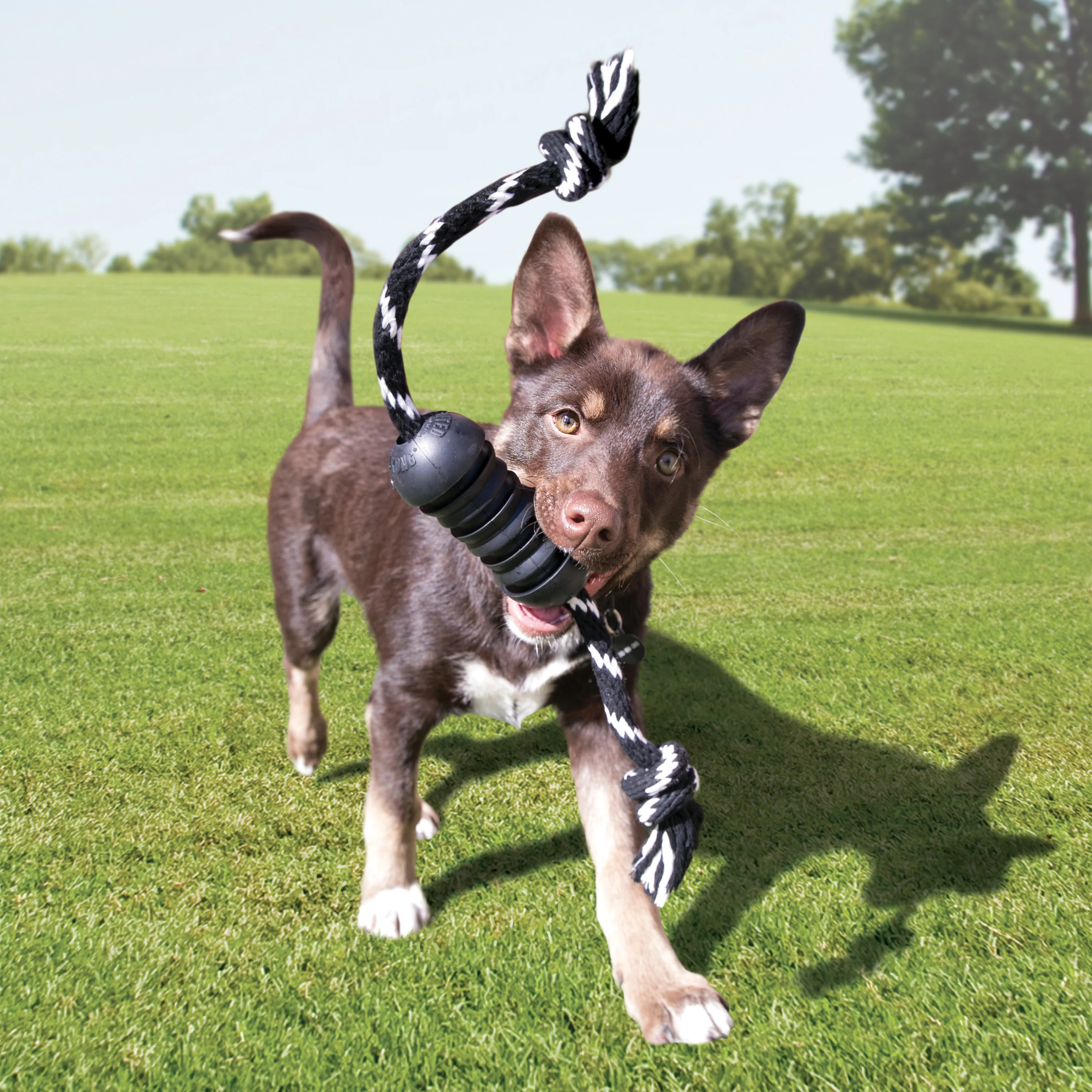 KONG Extreme Dental With Rope Medium - Image 4