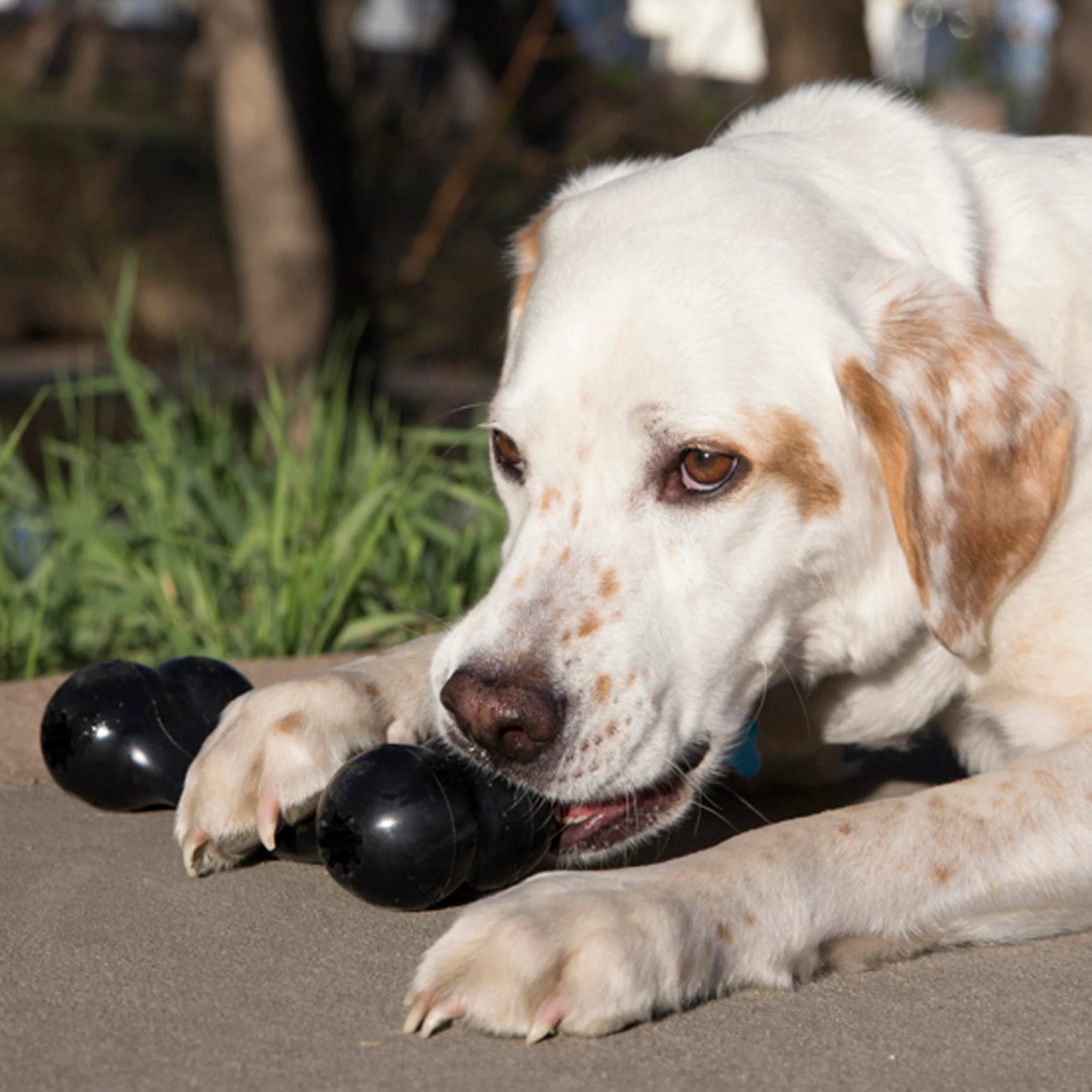 KONG Extreme Goodie Bone Large - Image 9