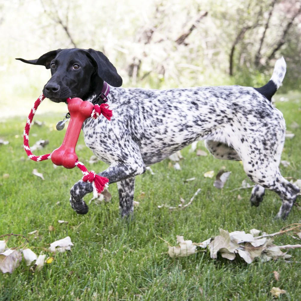 KONG Goodie Bone With Rope Medium - Image 3