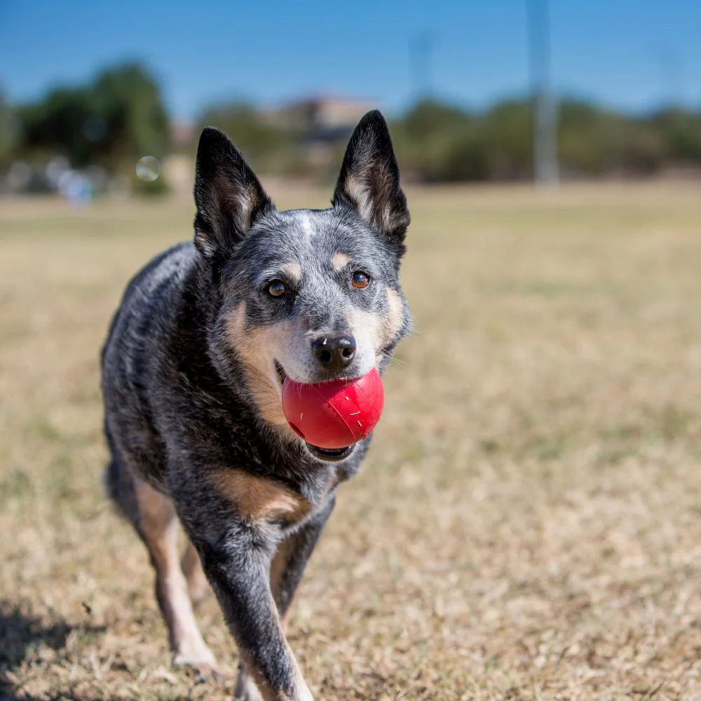 KONG Ball With Hole Small - Image 3