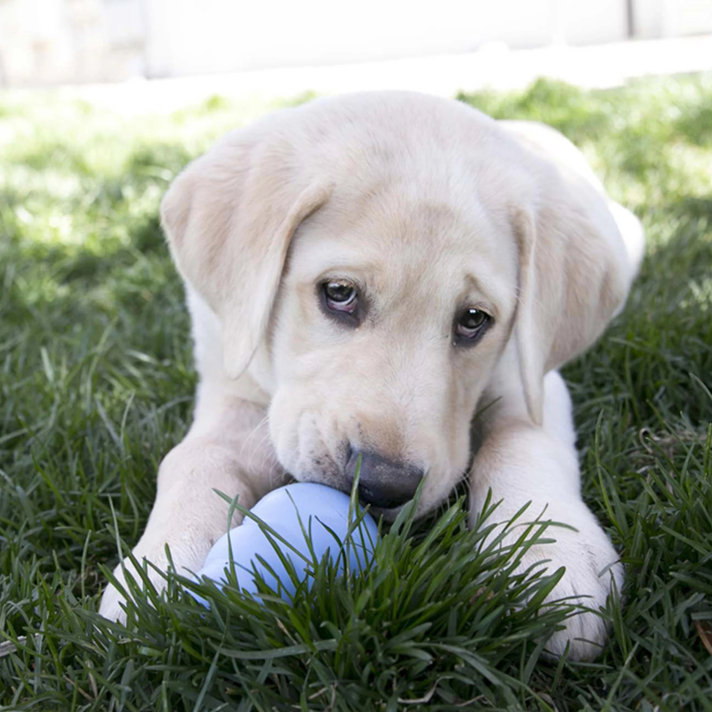 KONG Puppy Large - Image 12