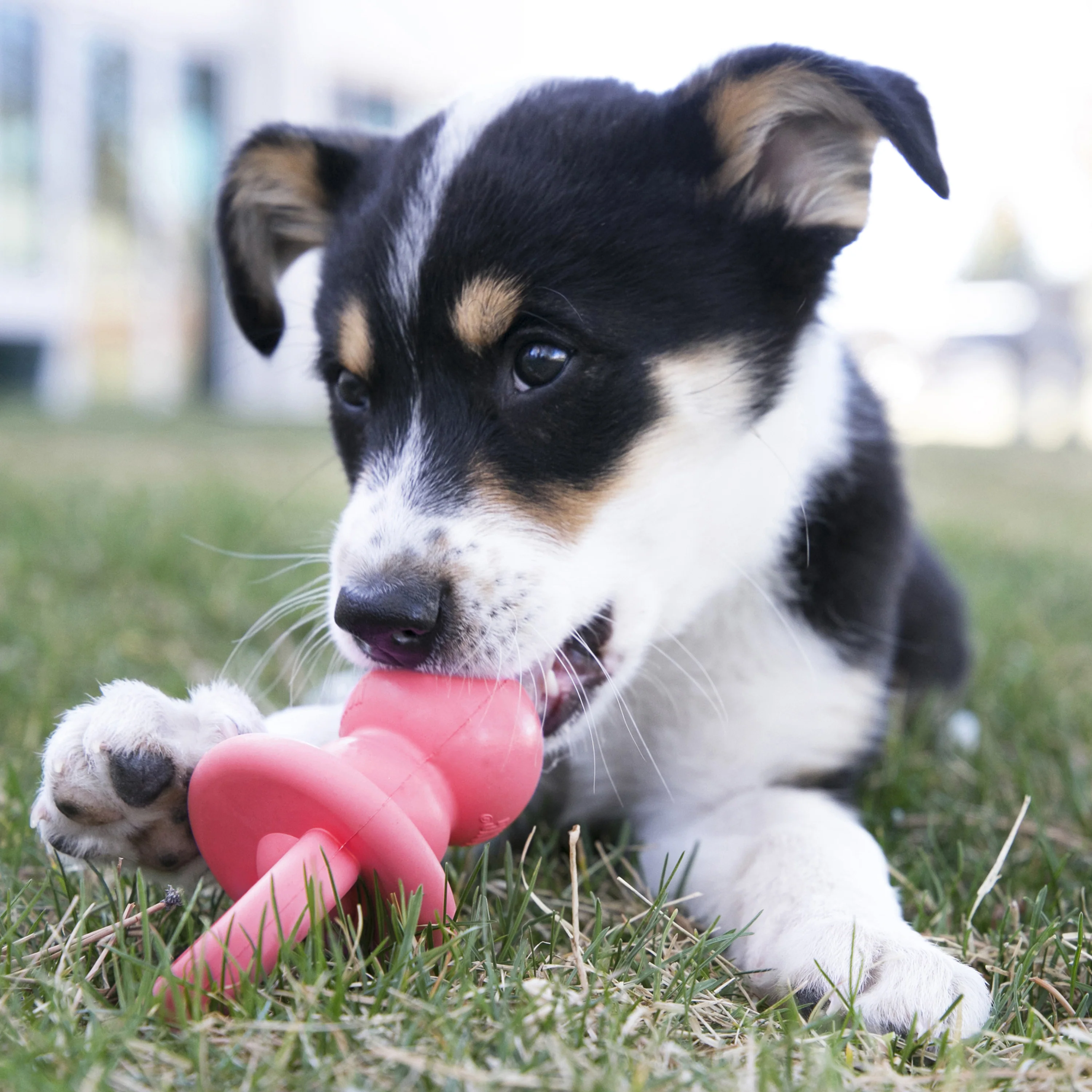 KONG Puppy Binkie Medium - Image 10