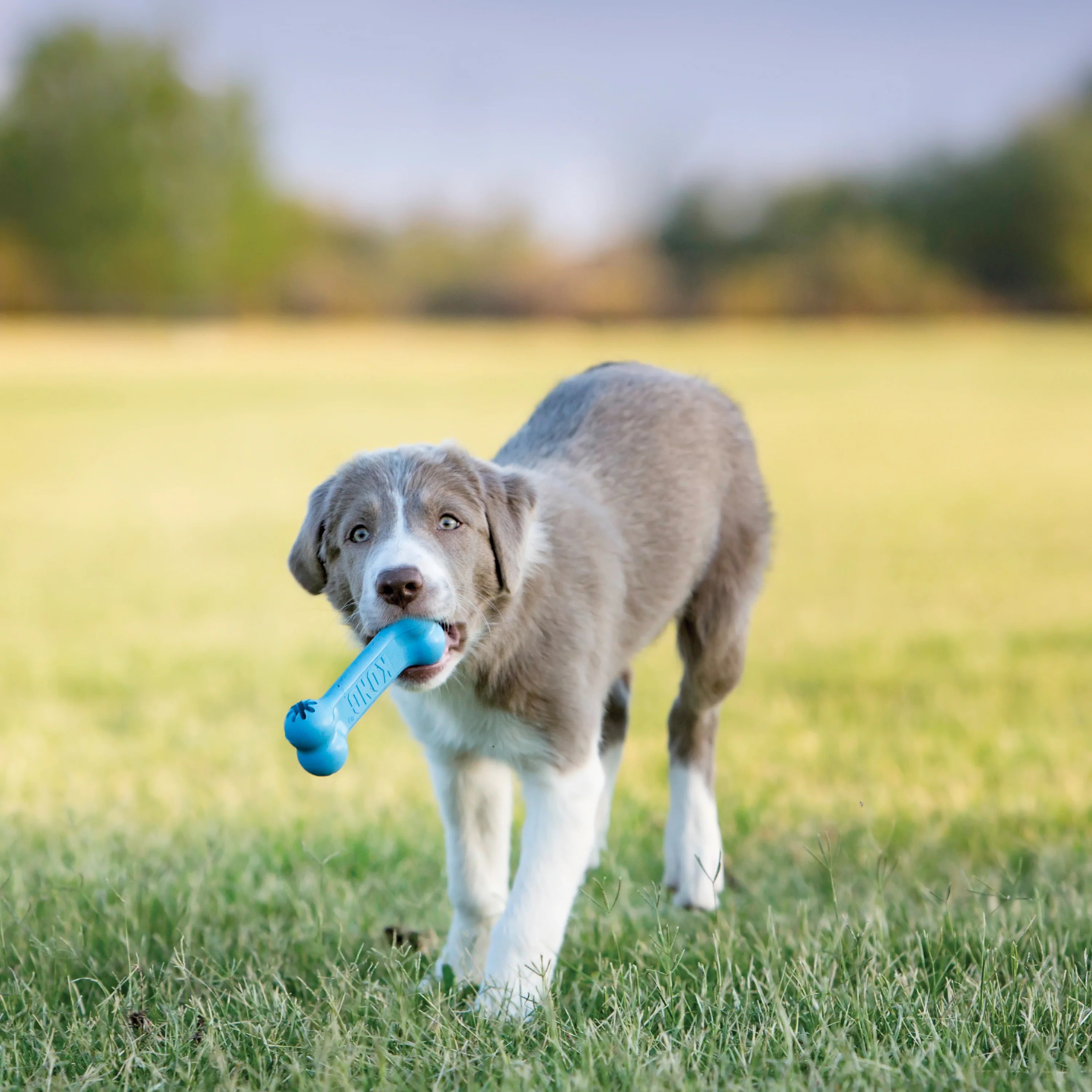 KONG Puppy Goodie Bone Small - Image 10