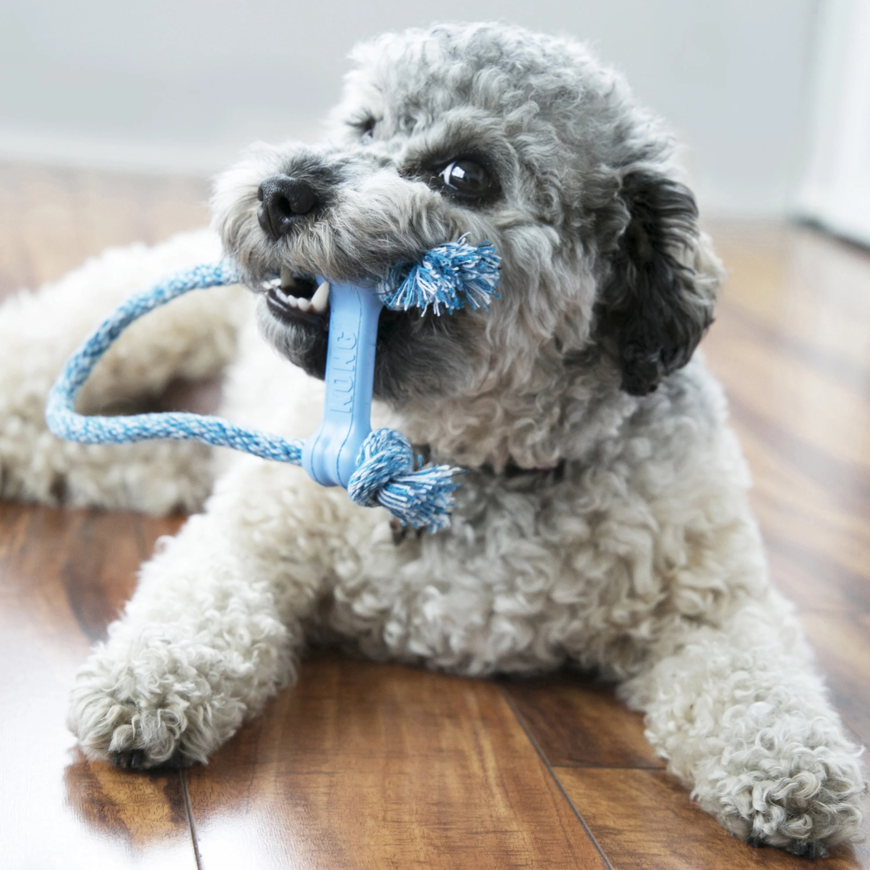 KONG Puppy Goodie Bone With Rope X Small - Image 8