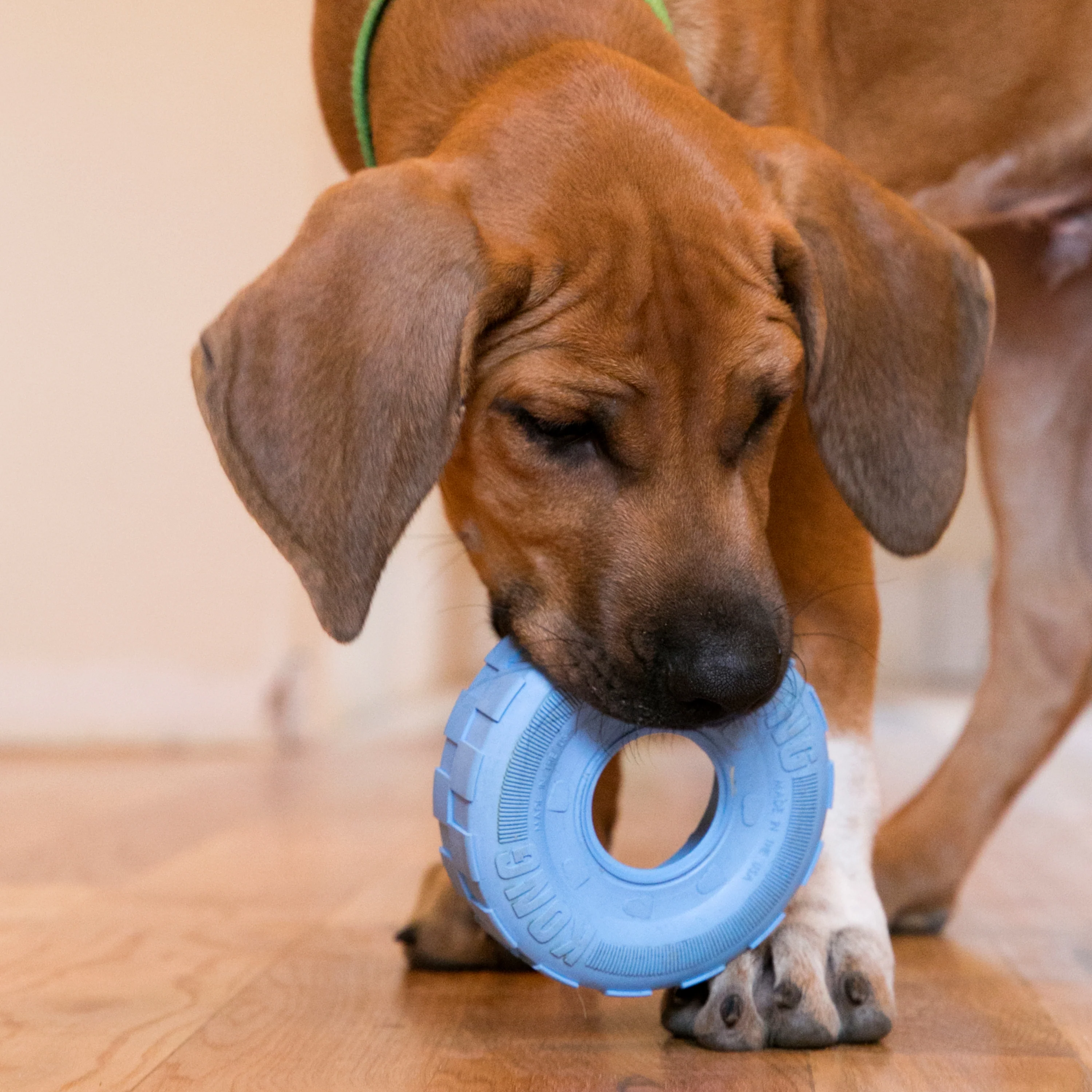 KONG Puppy Tires Medium/Large - Image 10