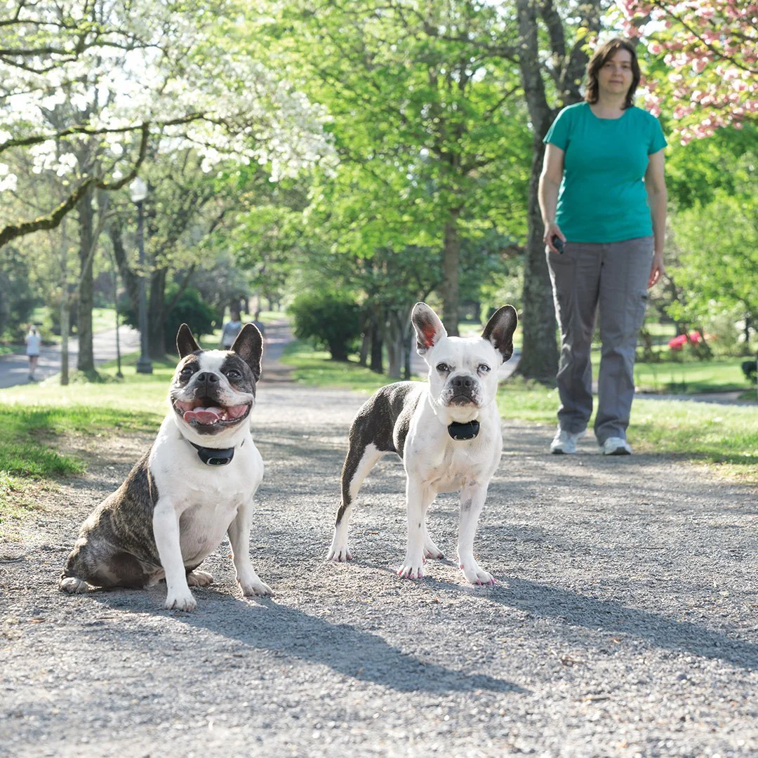 PetSafe 300m Lite Remote Trainer - Image 3