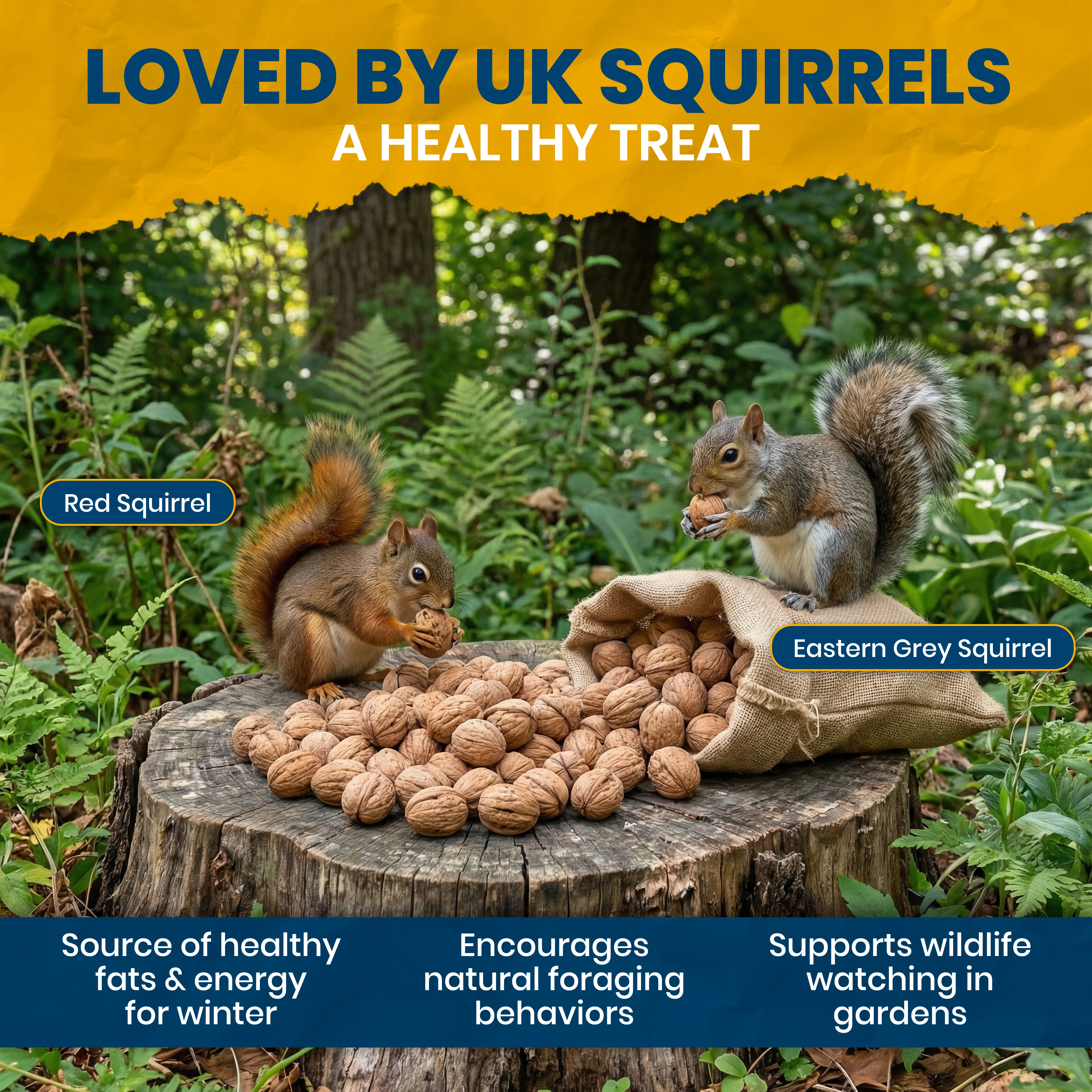 Superpet Premium Walnuts in Shell, Squirrel and Parrot Food, High-Energy Natural Unsalted Nuts, Bird Food for Garden Wildlife, Enrichment Whole Nuts in Shells - Image 4