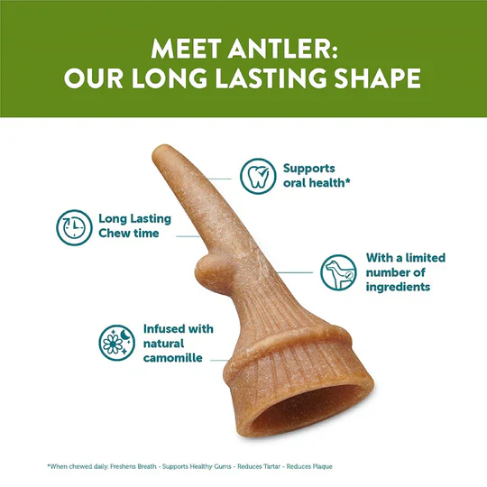 Whimzees Antler (Occupy) Dental Treat For Dogs - Image 3