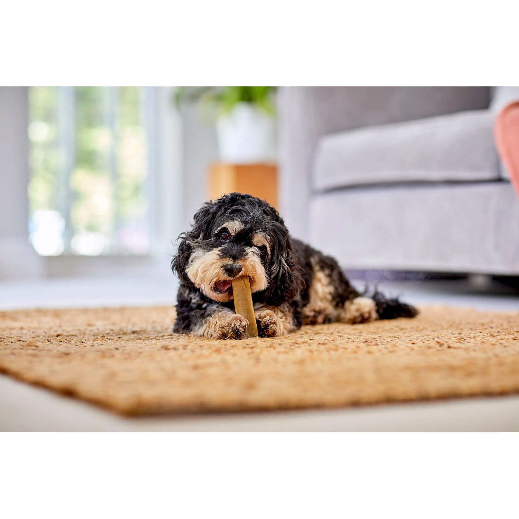 Yakers Himalayan Yak Milk Dog Chew Box - Image 6